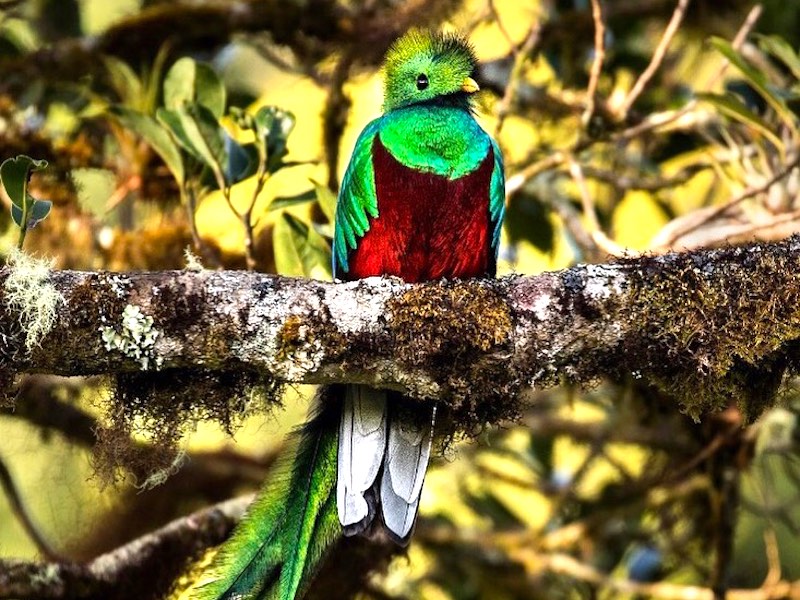 Costa Rica Quetzal