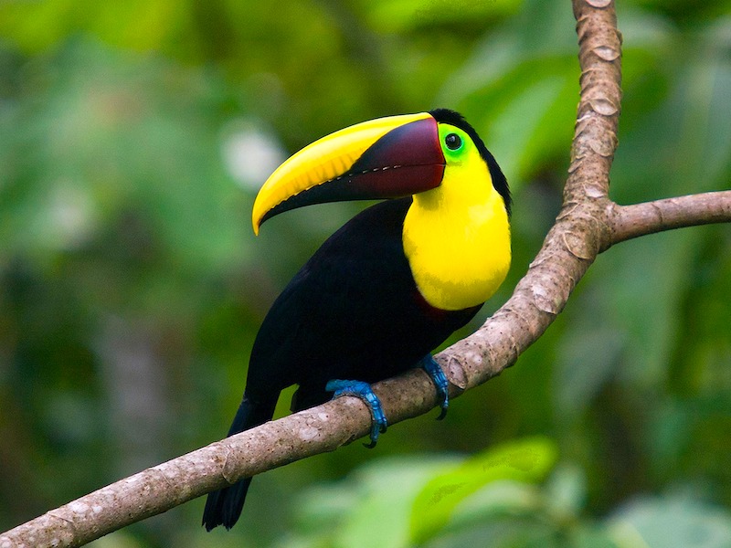 Costa Rica Tucan