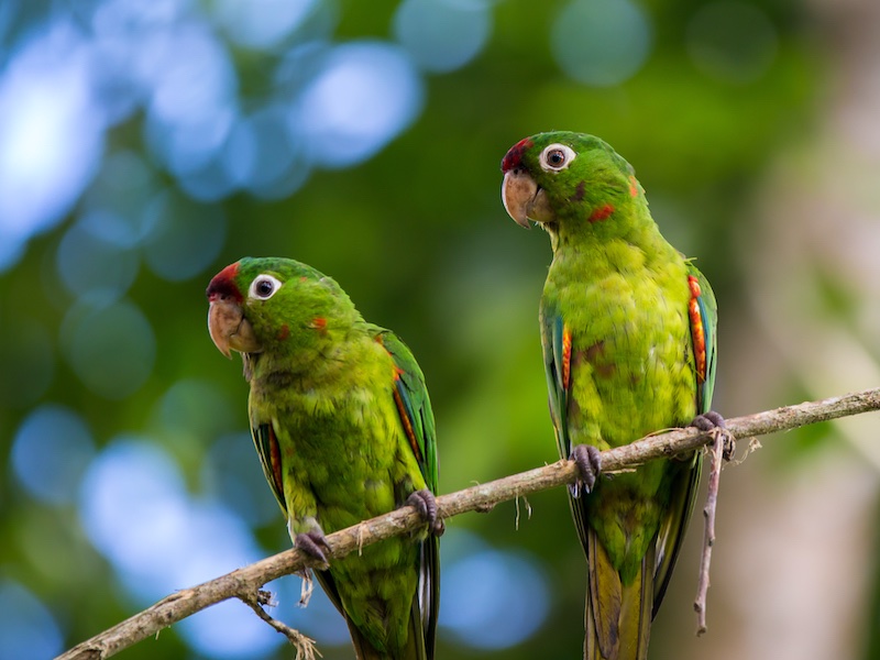 Papageien in Costa Rica