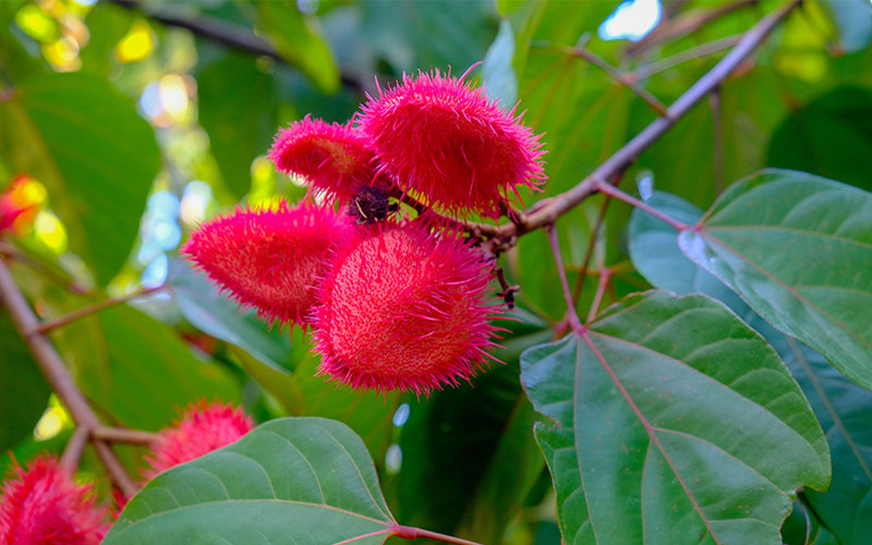 Essen in Costa Rica - Achiote